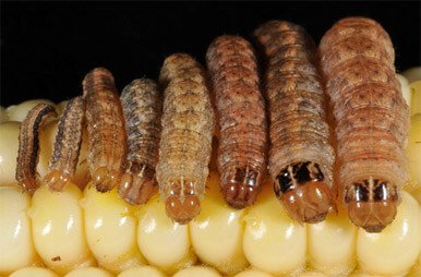 Western bean cutworms larvae
