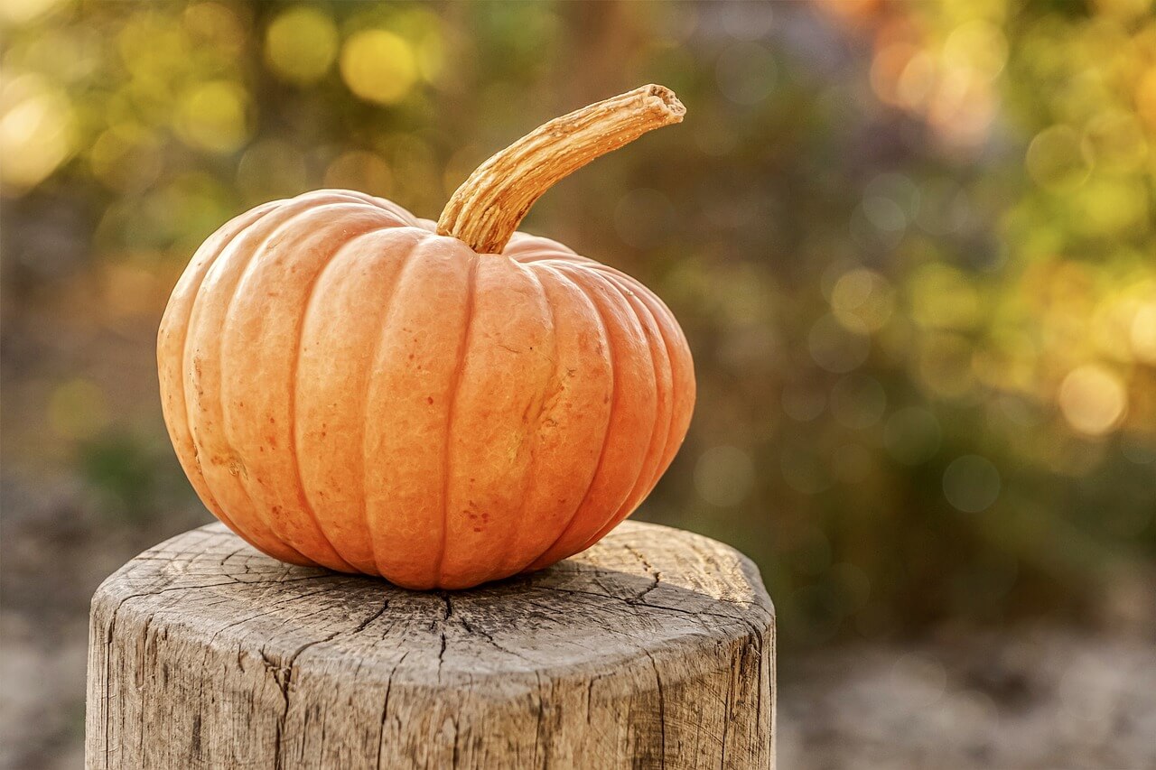 Featured image for “The Great Chatham-Kent Pumpkin – Tops in Canada”