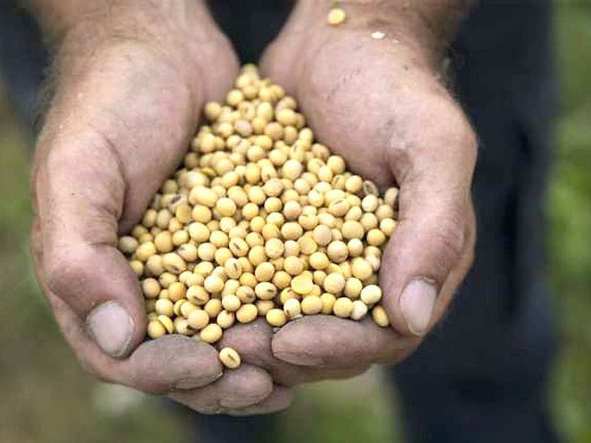 A farmer holds soybeans in his hands.