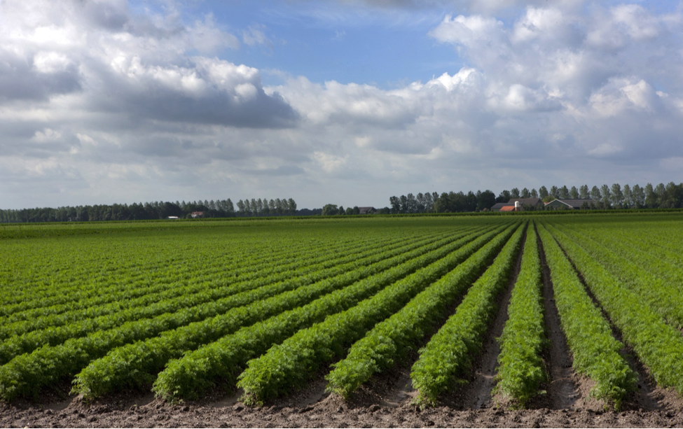 Crop rows