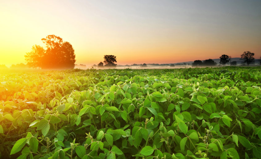 Field of soybean in warm early morning light
