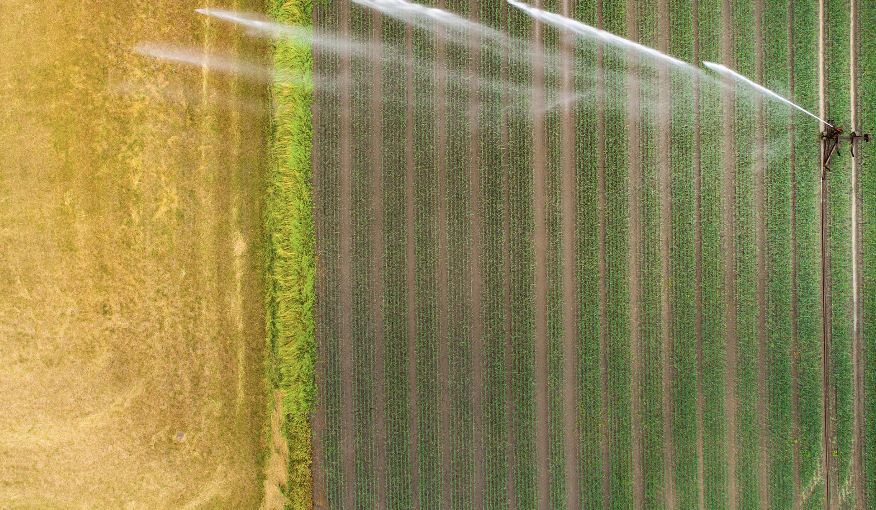 Featured image for “Water – The Lifeblood of Farming”